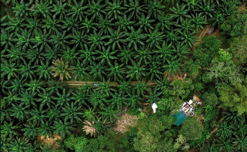 6,000ha of illegally exploited state land given temporary OK