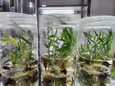 UMS succeeded in producing bamboo propagation through tissue culture for large-scale seedling production –